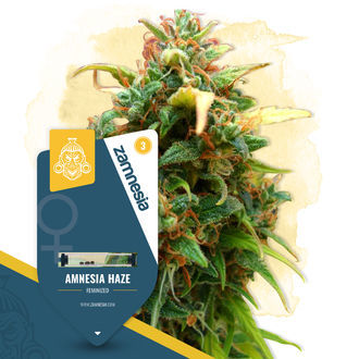 Amnesia Haze (Zamnesia Seeds) Feminiserade
