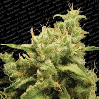 Opium (Paradise Seeds) feminiserade