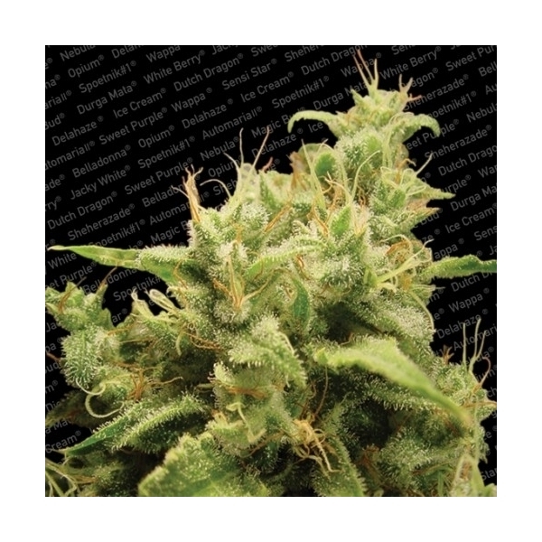 Opium (Paradise Seeds) Feminiserade