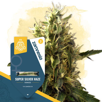 Super Silver Haze (Zamnesia Seeds) feminiserade cannabisfr&ouml;n