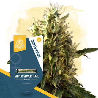 Super Silver Haze (Zamnesia Seeds) Feminiserade