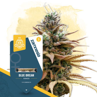 Blue Dream (Zamnesia Seeds) feminiserade