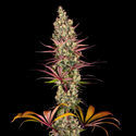 Blue Dream (Zamnesia Seeds) Feminiserade