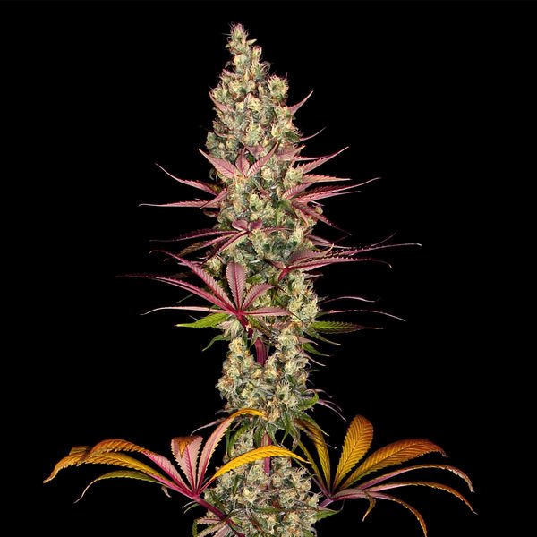 Blue Dream (Zamnesia Seeds) Feminiserade