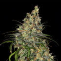Blue Dream (Zamnesia Seeds) Feminiserade