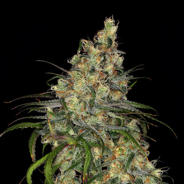 Blue Dream (Zamnesia Seeds) Feminiserade
