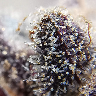 Blue Dream (Zamnesia Seeds) Feminiserade