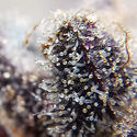 Blue Dream (Zamnesia Seeds) Feminiserade
