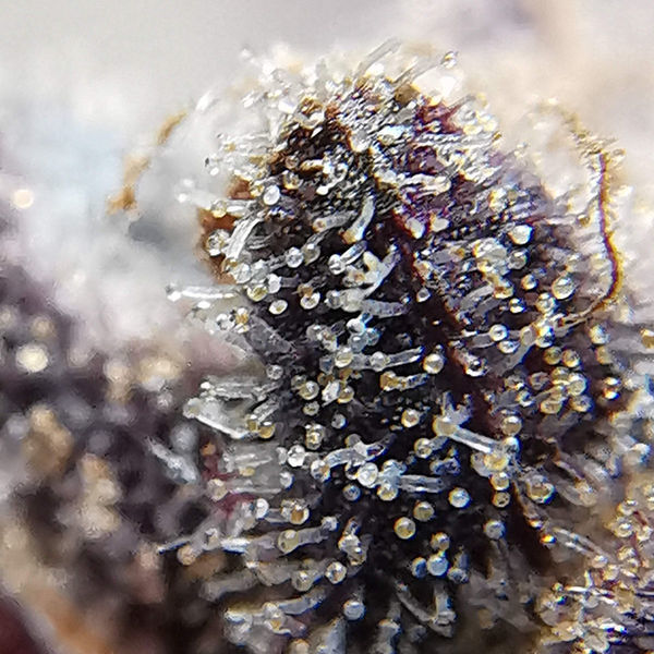 Blue Dream (Zamnesia Seeds) Feminiserade