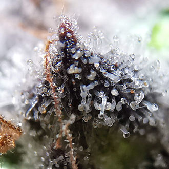 Blue Dream (Zamnesia Seeds) Feminiserade