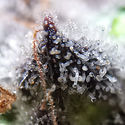 Blue Dream (Zamnesia Seeds) Feminiserade