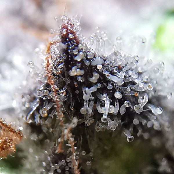 Blue Dream (Zamnesia Seeds) Feminiserade