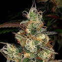 Blue Dream (Zamnesia Seeds) Feminiserade