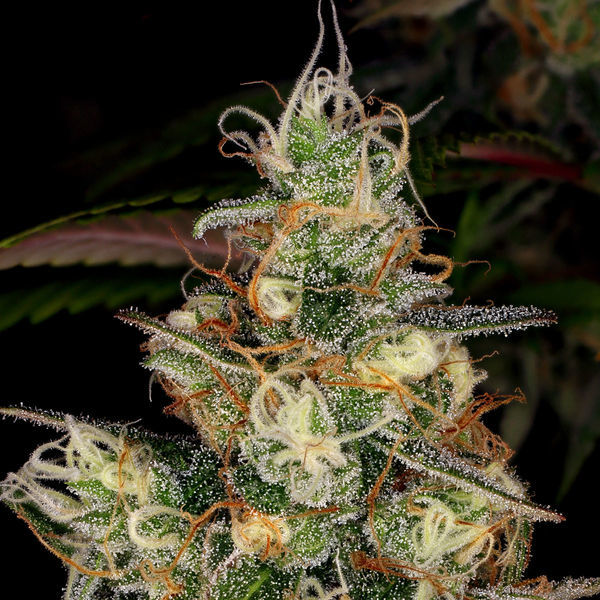 Blue Dream (Zamnesia Seeds) Feminiserade
