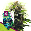 Northern Lights (Zamnesia Seeds) Feminiserade