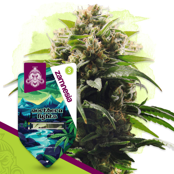 Northern Lights (Zamnesia Seeds) Feminiserade