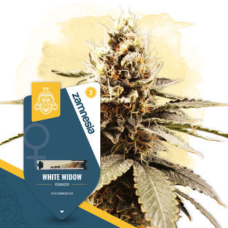 White Widow (Zamnesia Seeds) Feminiserade