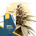 White Widow (Zamnesia Seeds) Feminiserade