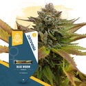 Blue Widow (Zamnesia Seeds) Feminiserade