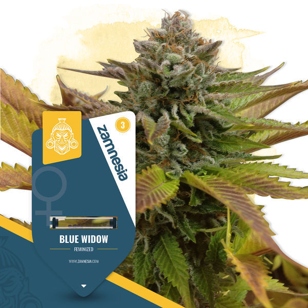 Blue Widow (Zamnesia Seeds) Feminiserade