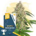 Monster Bud Kush (Zamnesia Seeds) Feminiserade