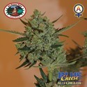 Blue Cheese Autoflower (Big Buddha Seeds) Feminiserade
