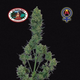 Blue Cheese Automatic (Big Buddha Seeds) feminiserade