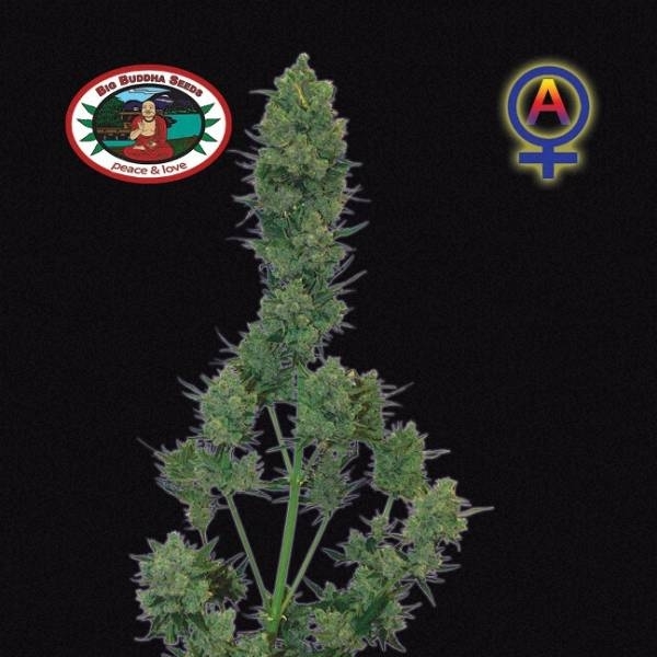Blue Cheese Autoflower (Big Buddha Seeds) Feminiserade