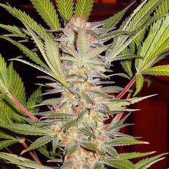 S.A.D. - F1 Fast Version (Sweet Seeds) feminiserade