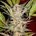 S.A.D. – F1 fast version (Sweet Seeds) Feminiserade