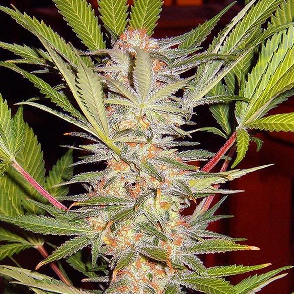 S.A.D. – F1 fast version (Sweet Seeds) Feminiserade