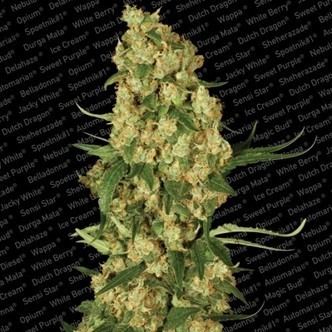 Wappa (Paradise Seeds) feminiserade