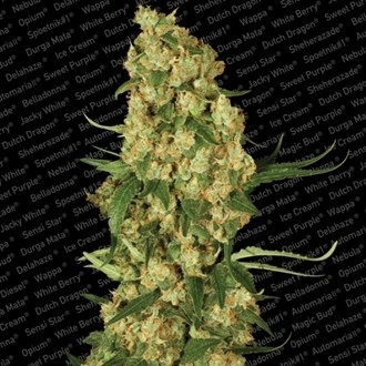 Wappa (Paradise Seeds) Feminiserade