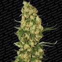 Wappa (Paradise Seeds) Feminiserade