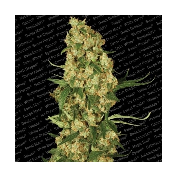 Wappa (Paradise Seeds) Feminiserade