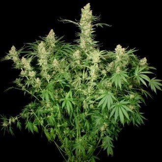 Wappa (Paradise Seeds) Feminiserade