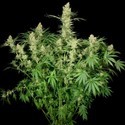 Wappa (Paradise Seeds) Feminiserade