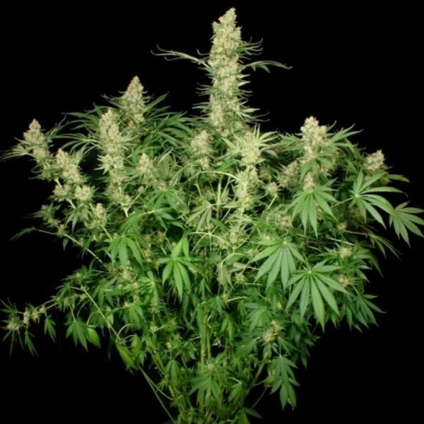 Wappa (Paradise Seeds) Feminiserade