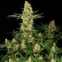Wappa (Paradise Seeds) Feminiserade