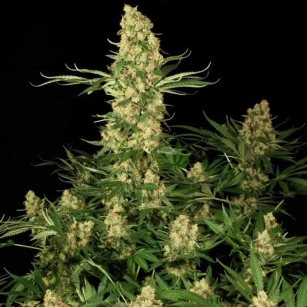 Wappa (Paradise Seeds) Feminiserade