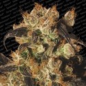 White Berry (Paradise Seeds) Feminiserade
