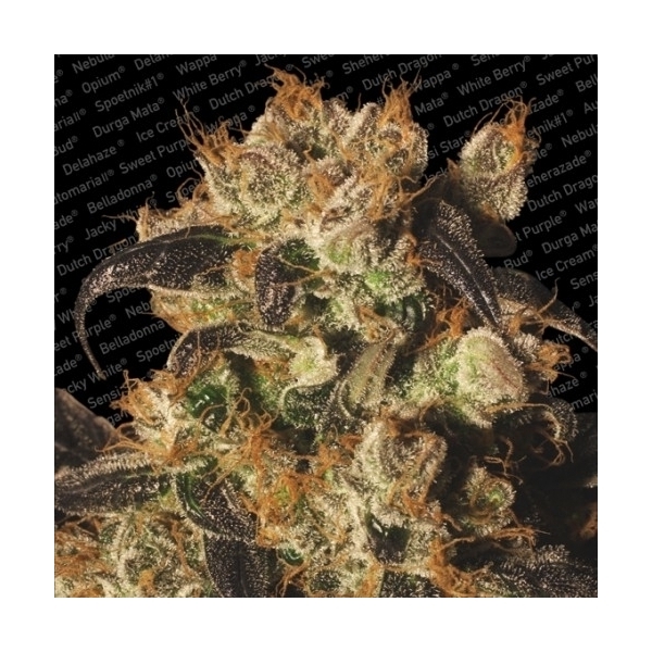 White Berry (Paradise Seeds) Feminiserade