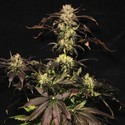 White Berry (Paradise Seeds) Feminiserade