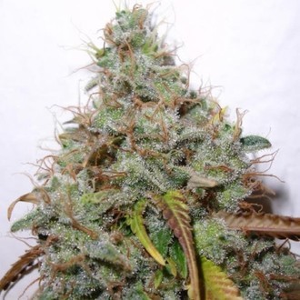 White Berry (Paradise Seeds) Feminiserade