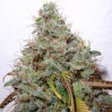 White Berry (Paradise Seeds) Feminiserade