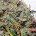 White Berry (Paradise Seeds) Feminiserade