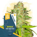 Giant White Haze (Zamnesia Seeds) Feminiserade