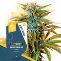 Sweet Lemon AK (Zamnesia Seeds) Feminiserade