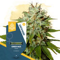 Choco Haze (Zamnesia Seeds) Feminiserade