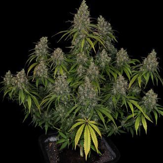 Choco Haze (Zamnesia Seeds) Feminiserade